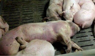 SL இல் ஆப்பிரிக்க பன்றிக் காய்ச்சல்: தடுப்பு நடவடிக்கைகள் குறித்த வர்த்தமானி வெளியிடப்பட்டது